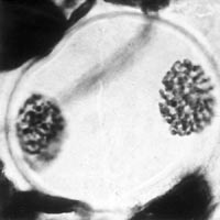 meiosis: prophase II in Lilium