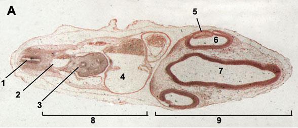 Serial Sections Of Chick Embryo
