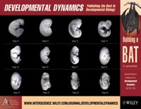 Poster embryologie bij de vleermuis-thumbnail
