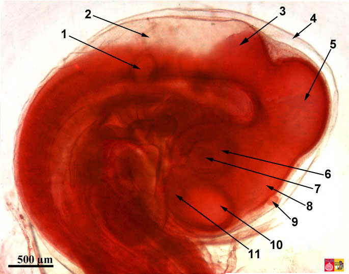 Detail van de embryologie van de kip: kop 72 uur na bevruchting