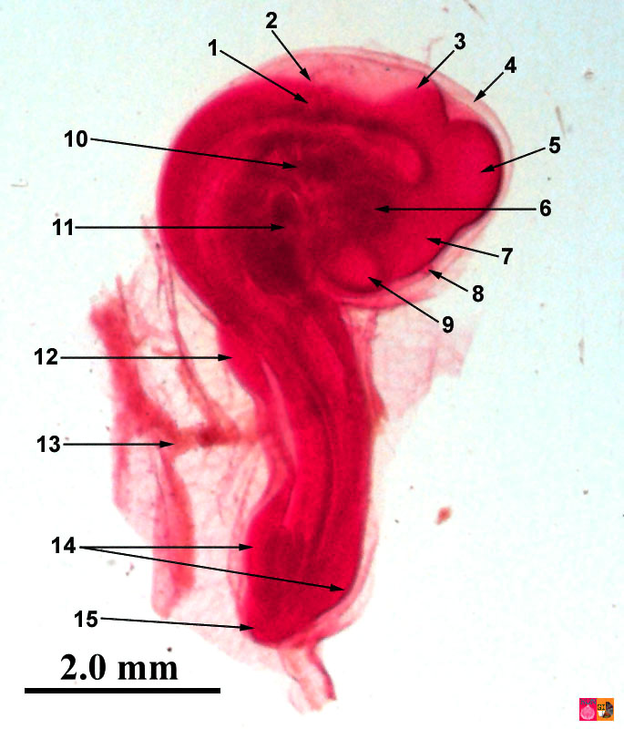 Embryo van de kip 72 na bevruchting