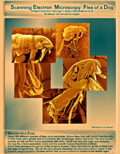 poster images of a flea taken with an electron microscope