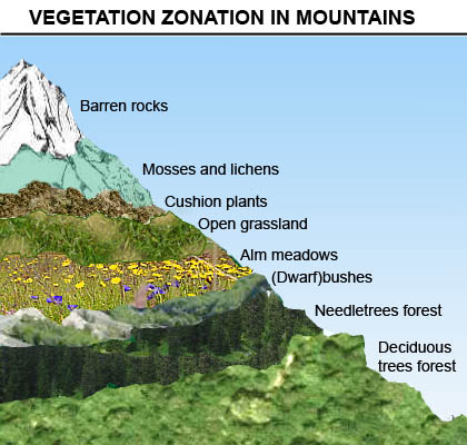 Vertical vegetation zonation along a moutain slope