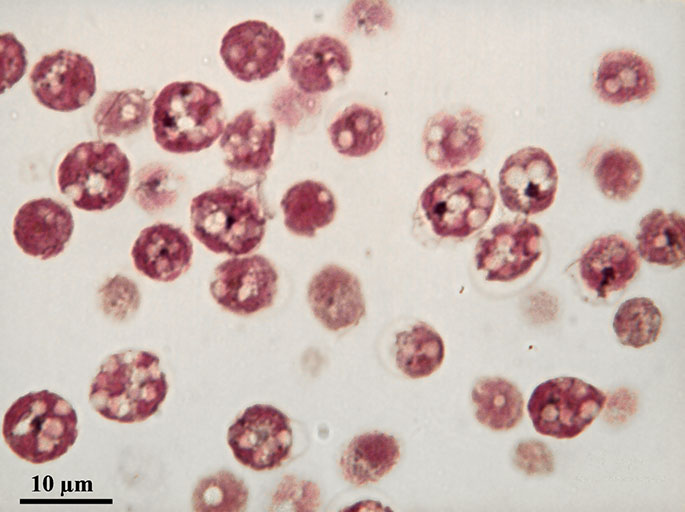 Microscopische opname van gekleurd chlamydomonas