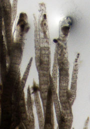 Polysiphonia onder binoculair: vegetatieve thalli
