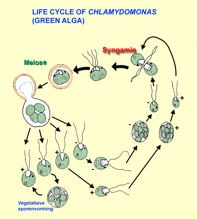 levencyclus van Chlamydomonas