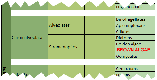 classification brown algae
