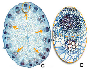 Cross section stem: C and D dicot