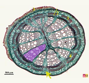 Aristolochia old stem cross section