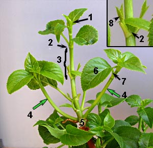 Structure of a plant: stem, side stems, buds, shoot, nodes and internodes