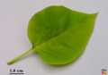Upper side leaf