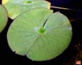 Upperside leaf