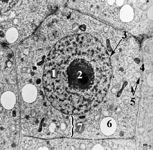 Kern en mitochondria in een plantencel: beiden bevatten DNA