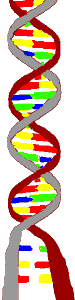 DNA: dubbele helix; dicht versus open