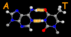 Adenine-Thymine basenpaar
