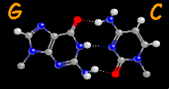 Guanine-Cytosine basenpaar
