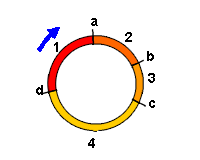 cellcycle test