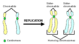 chromosomes, chromatids, sister chromatids, homolog chromosomes and centromeres