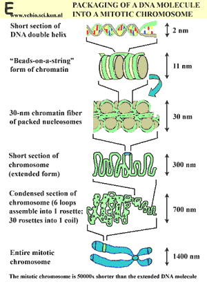 Condensation of DNA molecule to mitotic chromosome