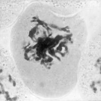 meiose: diploteen in Lilium
