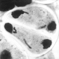meiose: telofase II in Lilium