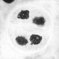 meiose: cytokinese in Lilium