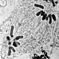 meiosis: anaphase II in Locusta