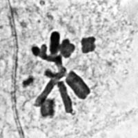 meiose: metafase II in Locusta