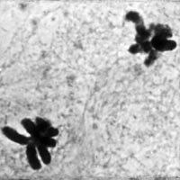 meiose: telofase II in Locusta