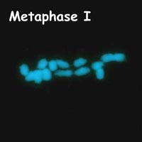 meiose: metafase I in Petunia