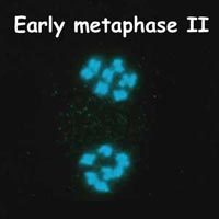 meiose: metafase II in Petunia
