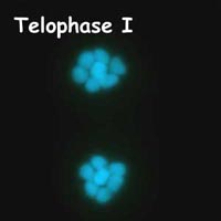 meiose: telofase I in Petunia