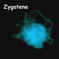 meiose: zygoteen in Petunia.jpg