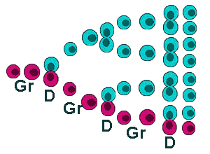 Proliferatie en celcyclus: D=deling, Gr=groei