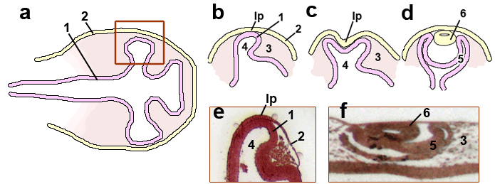 Schematic representation eye formation embryology chicken