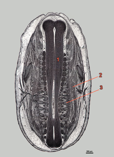 E16-09-front-939-labels section of rat embryo