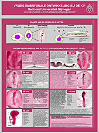 Thumbnail to large poster early embryology in chicken - Radboud University Nijmegen