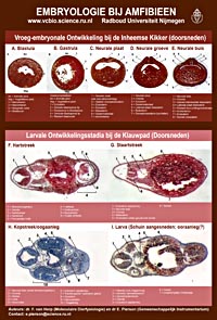 Thumbnail poster embryologie doorsneden amfibieën