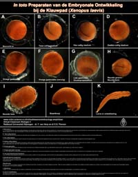 Thumbnail poster embryologie klauwpad in toto preparaten