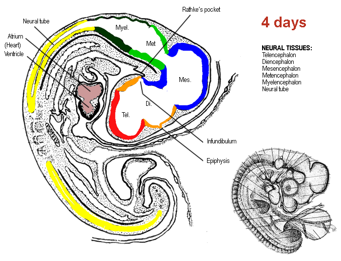 Schematische tekeningen zenuwstelsel -hersenen en ruggenmerg- van het embryo van de kip na 4 dagen incubatie, volgens Patten, 1920