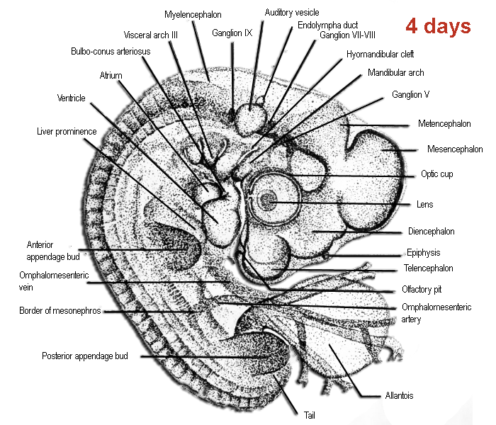 Schematische tekeningen morfologie van het embryo van de kip na 4 dagen incubatie, volgens Patten, 1920