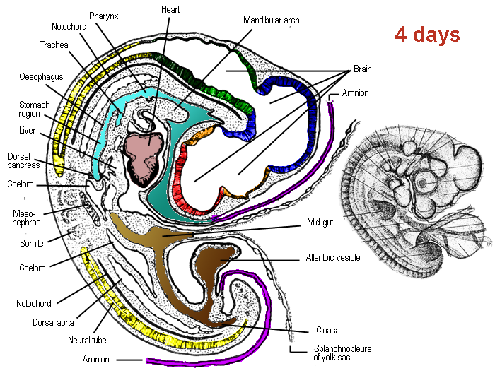 Schematische tekeningen anatomie van het embryo van de kip na 4 dagen incubatie, volgens Patten, 1920