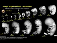 Embryologie bij de mens