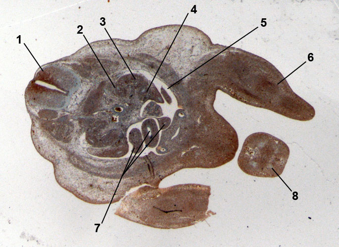darmstreek embryo van de muis 13 dagen oud