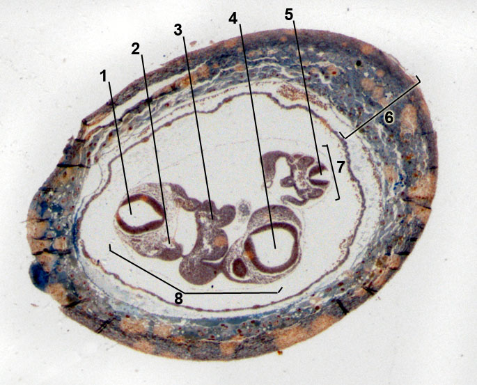 embryo van de muis 9 dagen oud