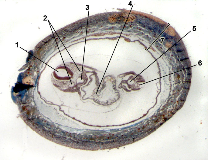 embryo van de muis; 9 dagen oud