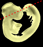 vlak van de doorsnede bij deze 9 dagen-oud embryo