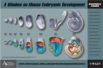 Thumbnail poster embryologie muis