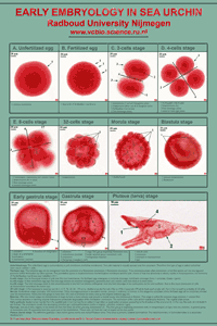 Thumbnail poster embryology seaurchin