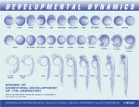 Thumbnail poster embryologie zebravis